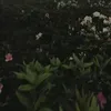 arii_2028