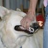 despicable_dairy