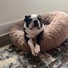 bostonterrierlover1