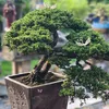 yubonsai6