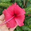 floresita.surez
