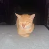 itsyoplinks