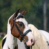 horselover_4eva
