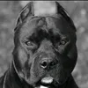 marcos.pitbull06