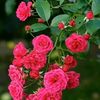 md.samim.ali06