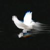 mhmmdhasan_2812