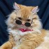 oyen.segak