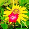 faryad.ali..533