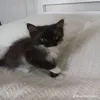 xilqoo