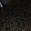 joo.pereira.da.si363