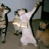 el.gato.ramdon1236