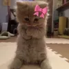 pelmeshki_luv