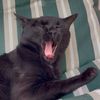 manokitty.19