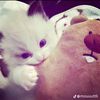 zniyyy_anjayyy