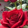 om.batot