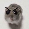 ratita281611
