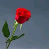 user33261083005703