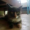 baicha63