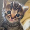 catslover620
