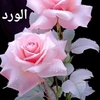 mohamad.lcheik