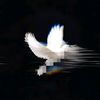 edi_skyt