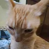 lattmonk_fpy