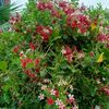 .shamim632