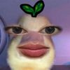 snsfqah