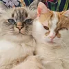 whiskermafia
