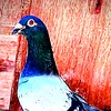 user2009013975513