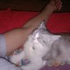 yudies.spl