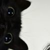 bellkat4