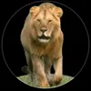 abass.khan762
