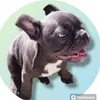 daisy_french.bull