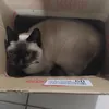 java1x3x5x6number1fan
