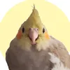 psitayuki