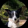mr_yodathedog