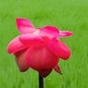 sabbir82462