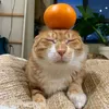 meonhoreview2