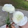 esmahicyakmaz