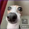 lil_pidorasikus