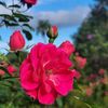 sameer67396
