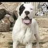 dogo.argentino99