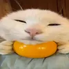 dmitrxfej0q