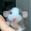 lizeuby