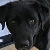 uieddi