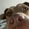 tiandbiscuits1