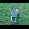 teco.shiba9