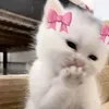lili_bouj