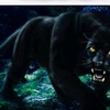 the.panther81